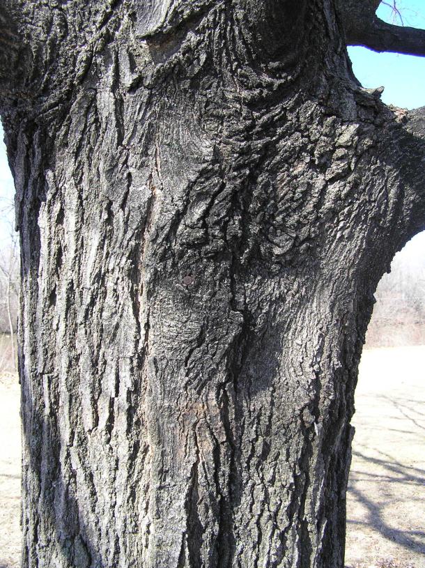 Tree bark