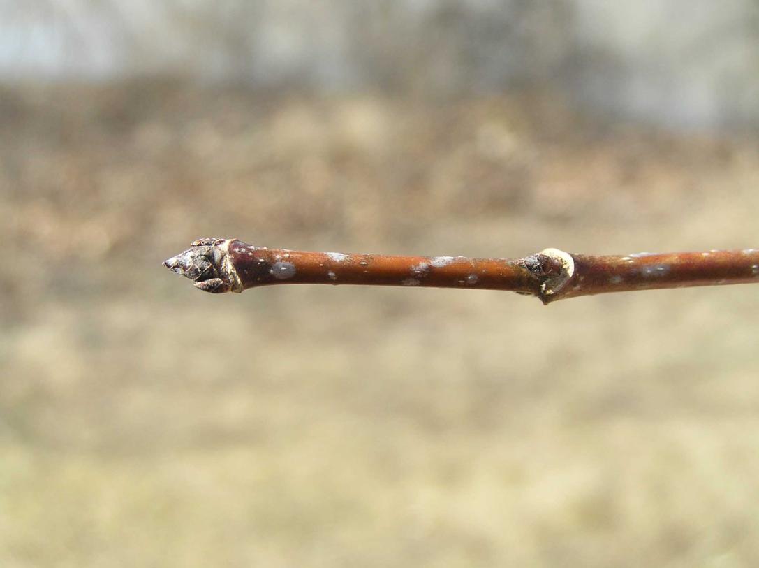 Tree bud