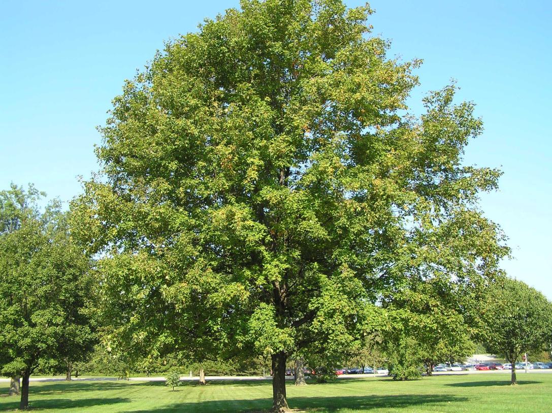 Tree habit