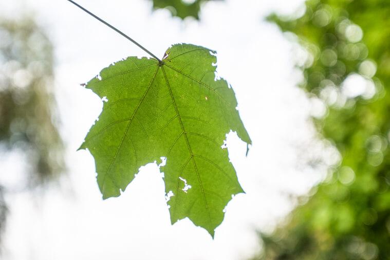 Tree leaves in fall