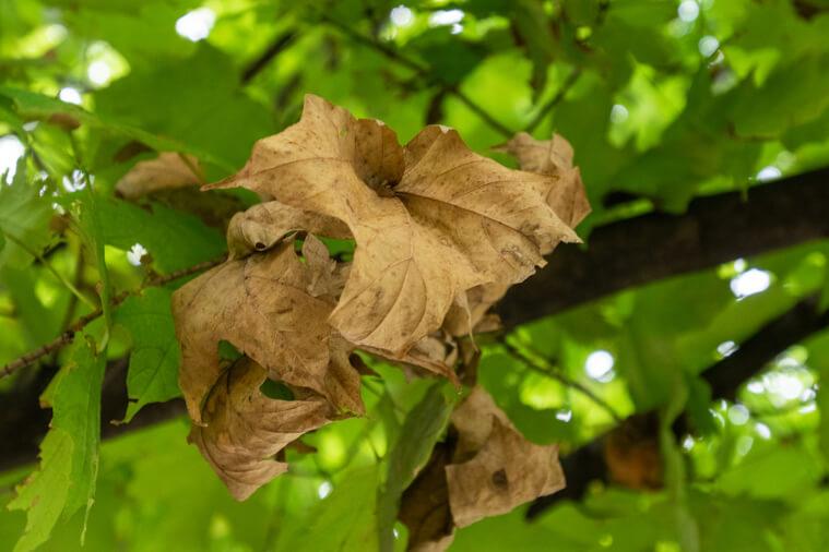 Tree leaves in fall