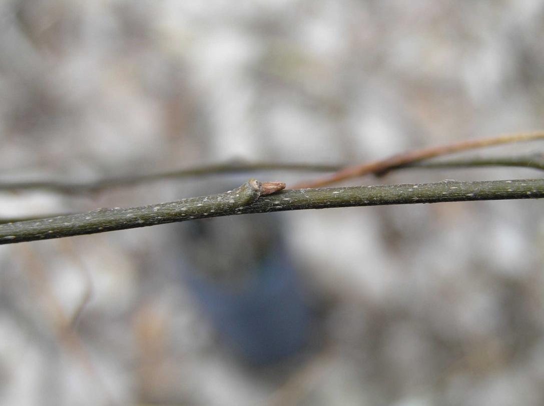 Tree bud