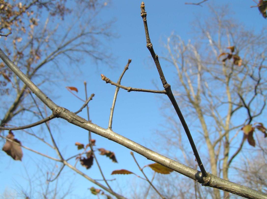 Tree branch
