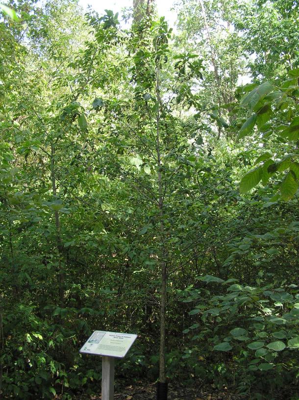 Tree habit
