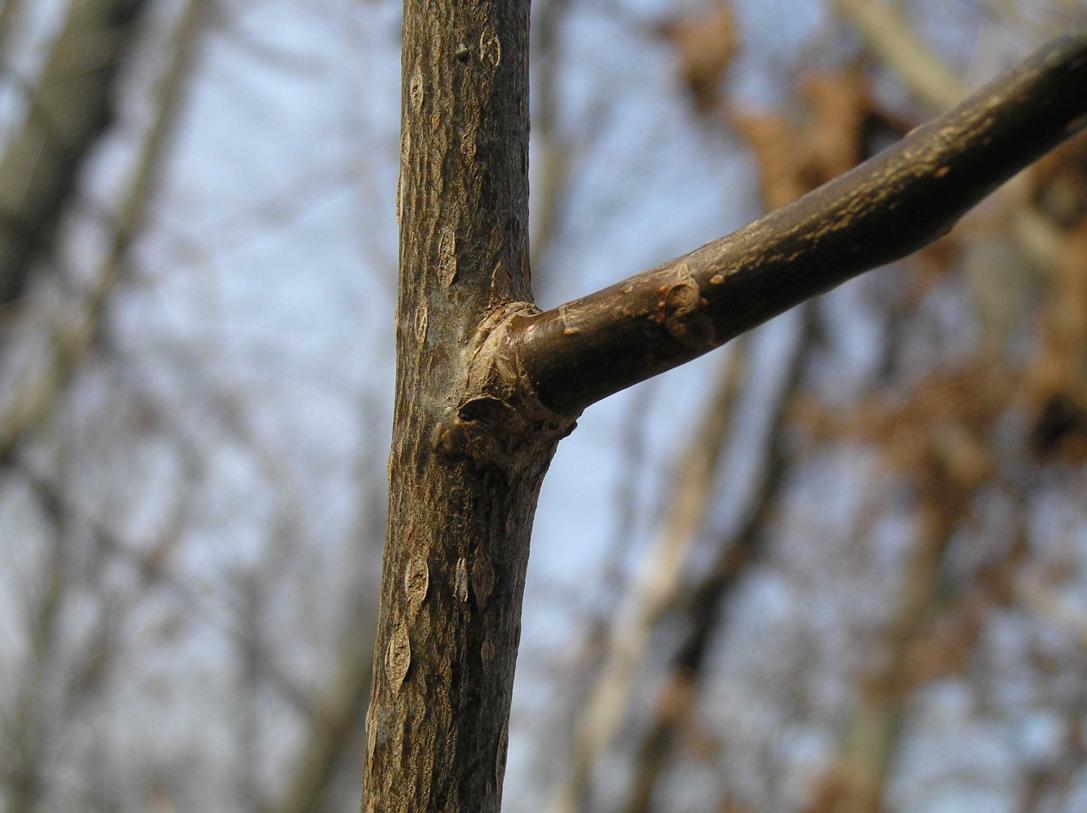 Tree branch
