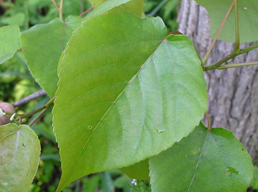 Tree leaves