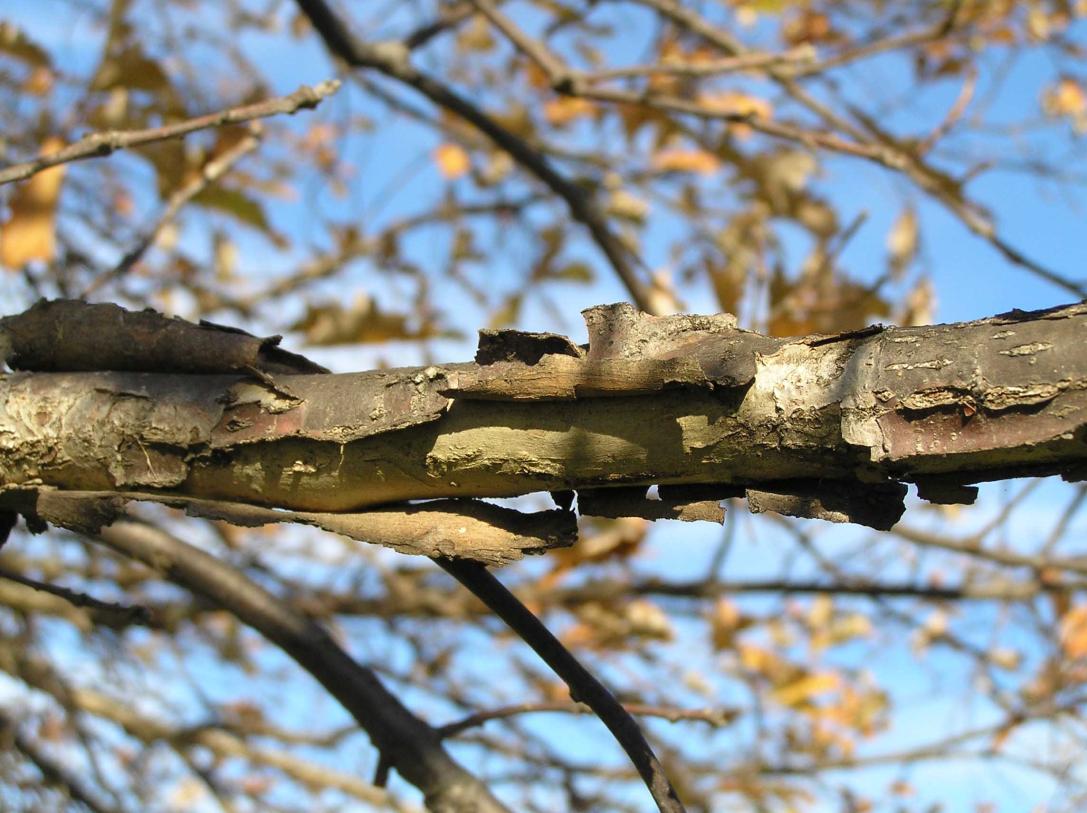 Tree branch