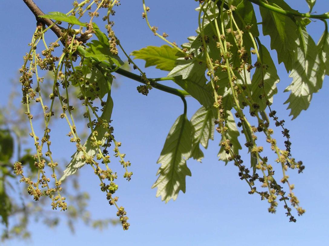 Tree flower
