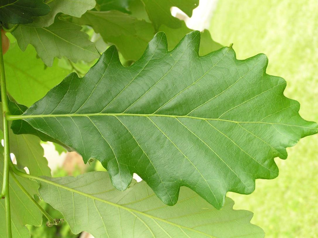 Tree leaves