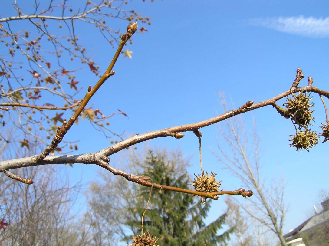 Tree branch