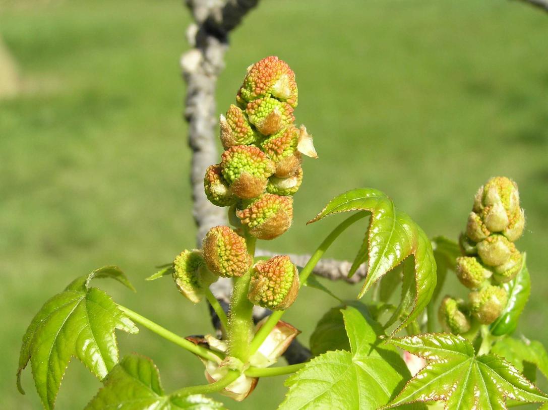 Tree flower