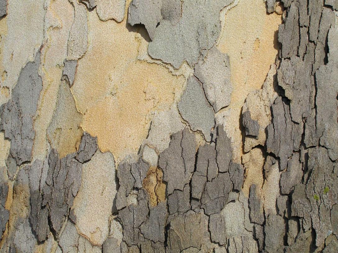 Tree bark