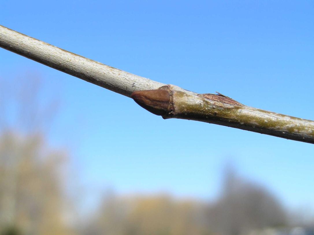 Tree bud