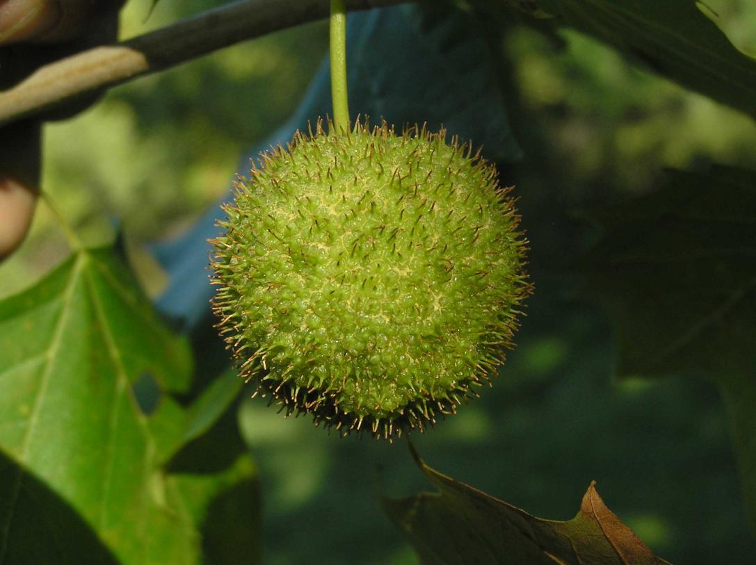 Tree fruit