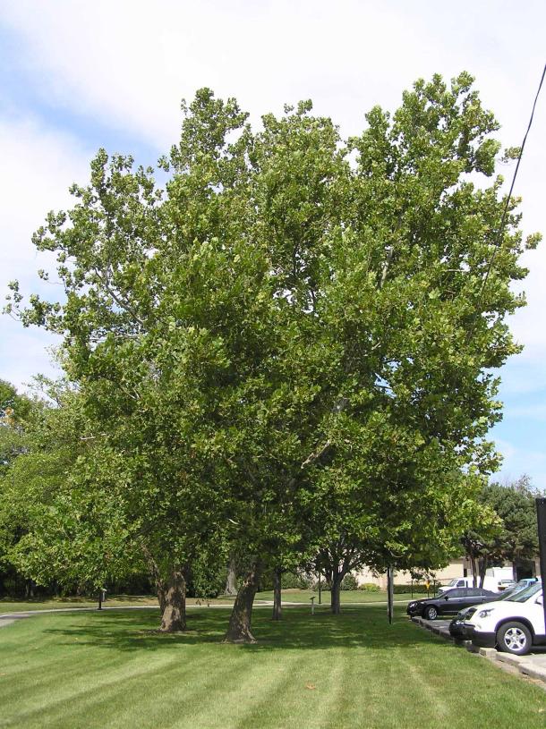 Tree habit