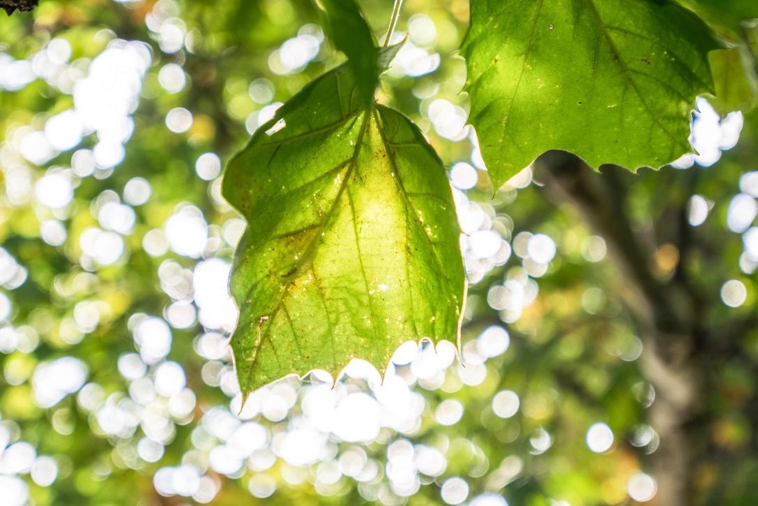 Tree leaves