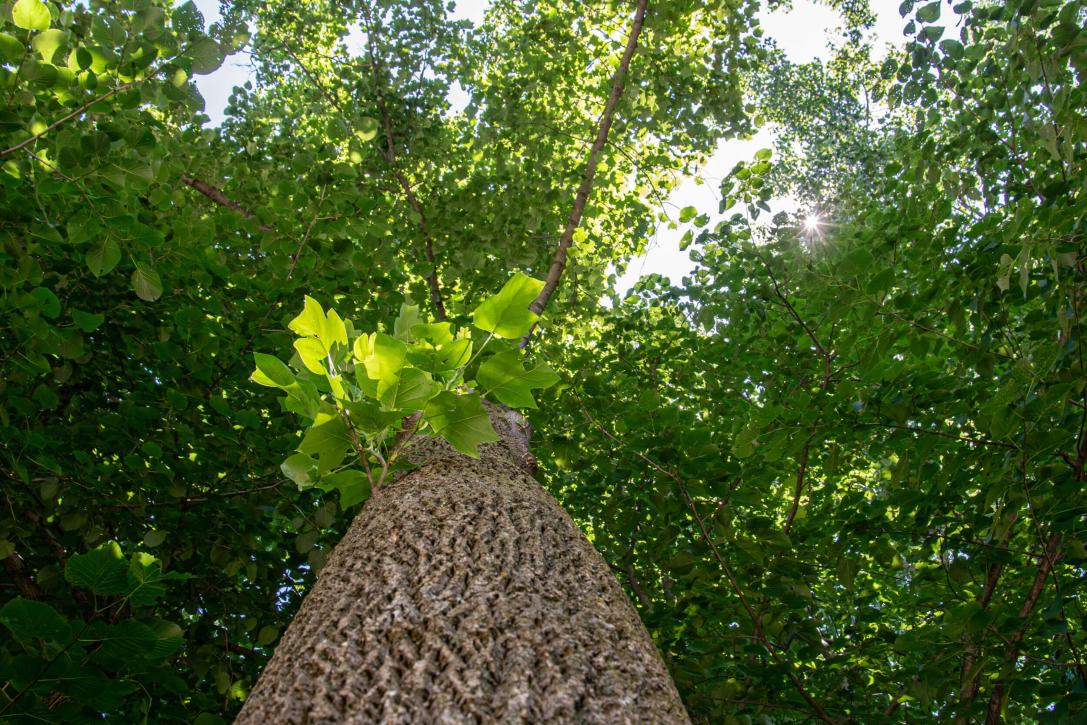 Tree bark