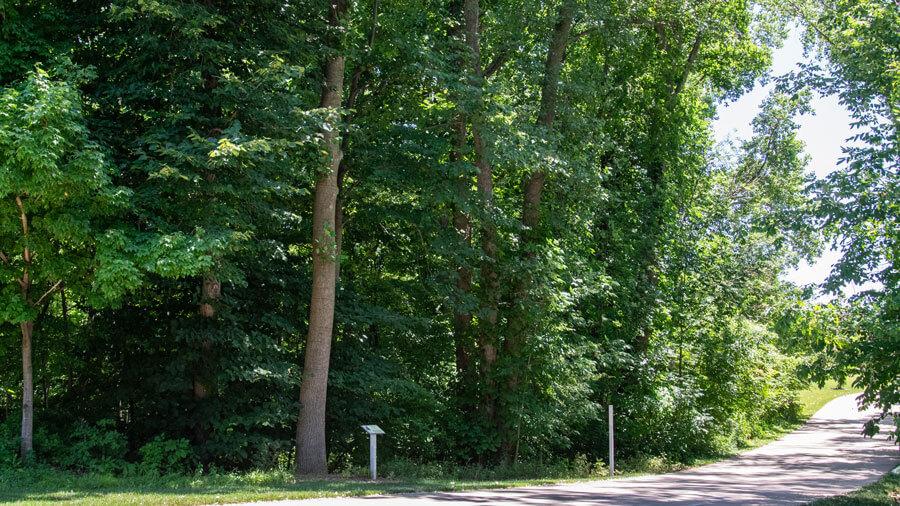 Tree habit