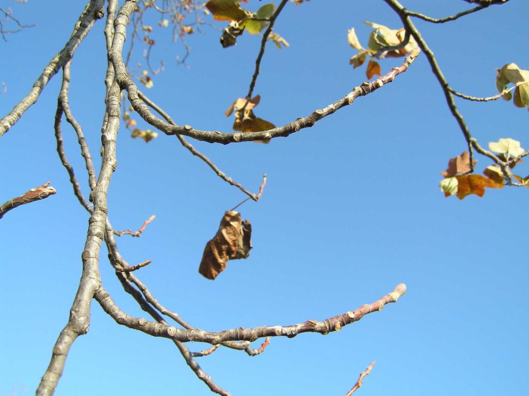 Tree branch