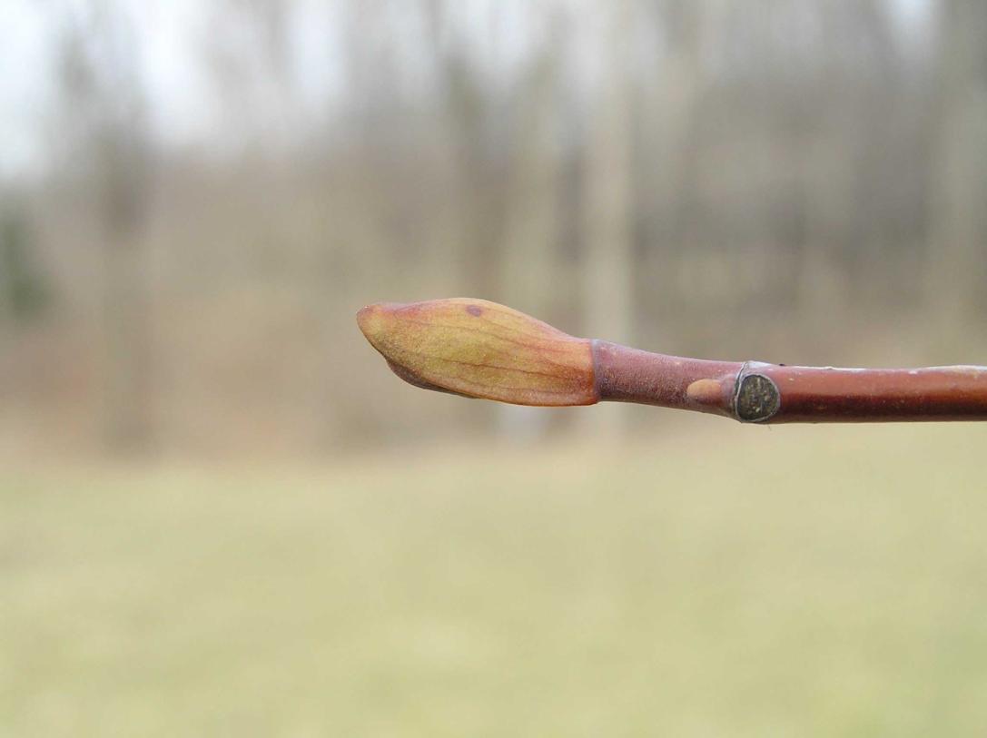 Tree bud