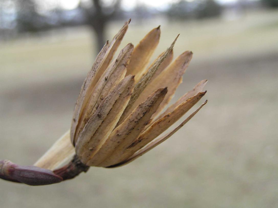 Tree fruit