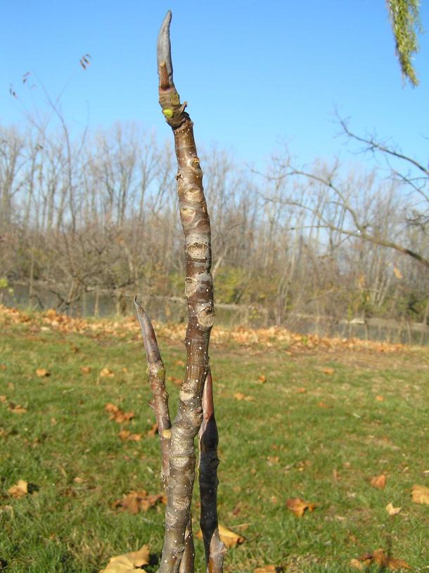 Tree branch