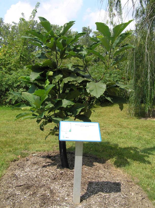 Tree habitat