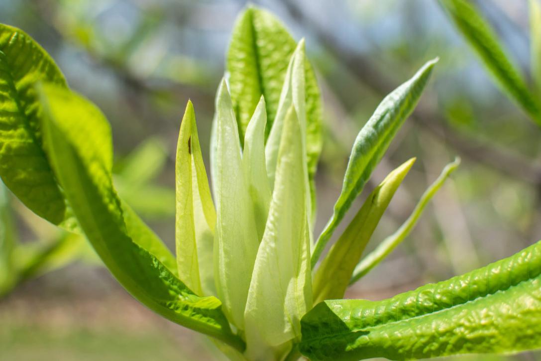 Tree leaves in spring