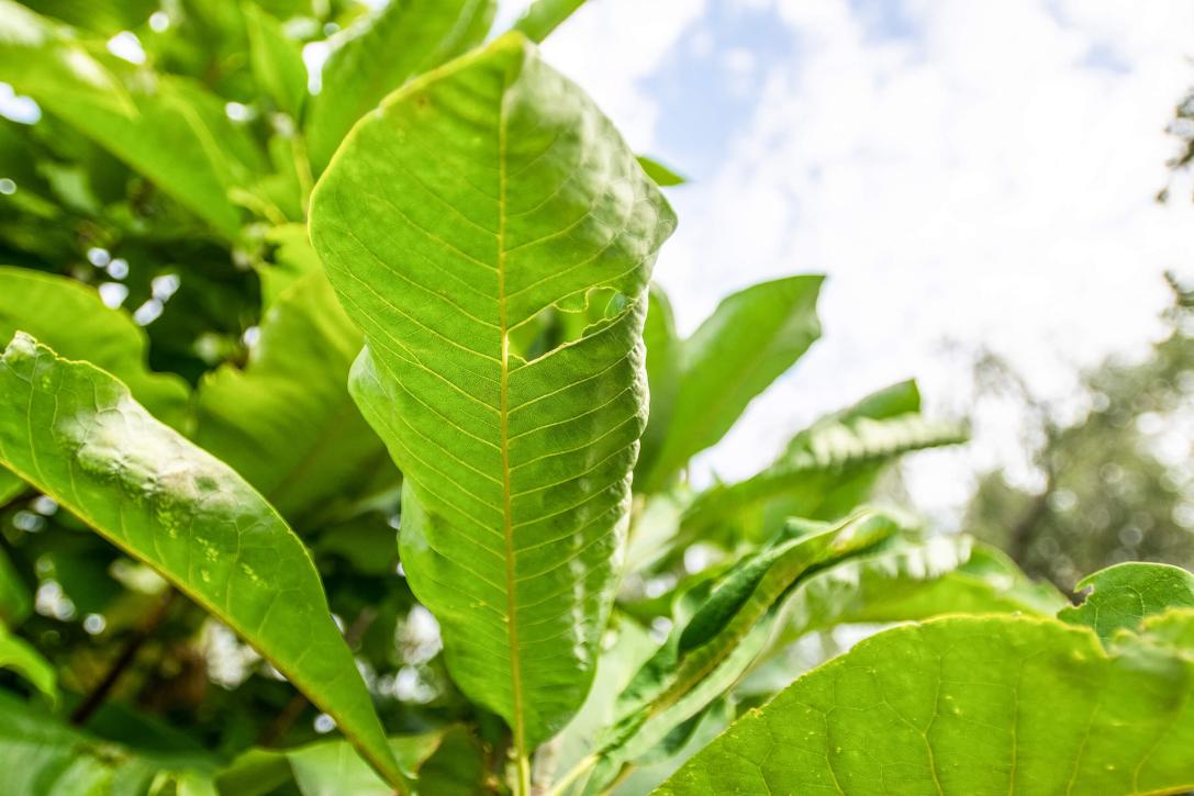 Tree leaves 