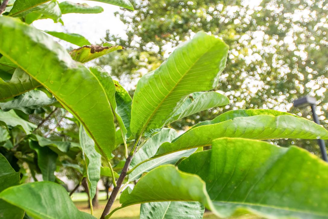 Tree leaves