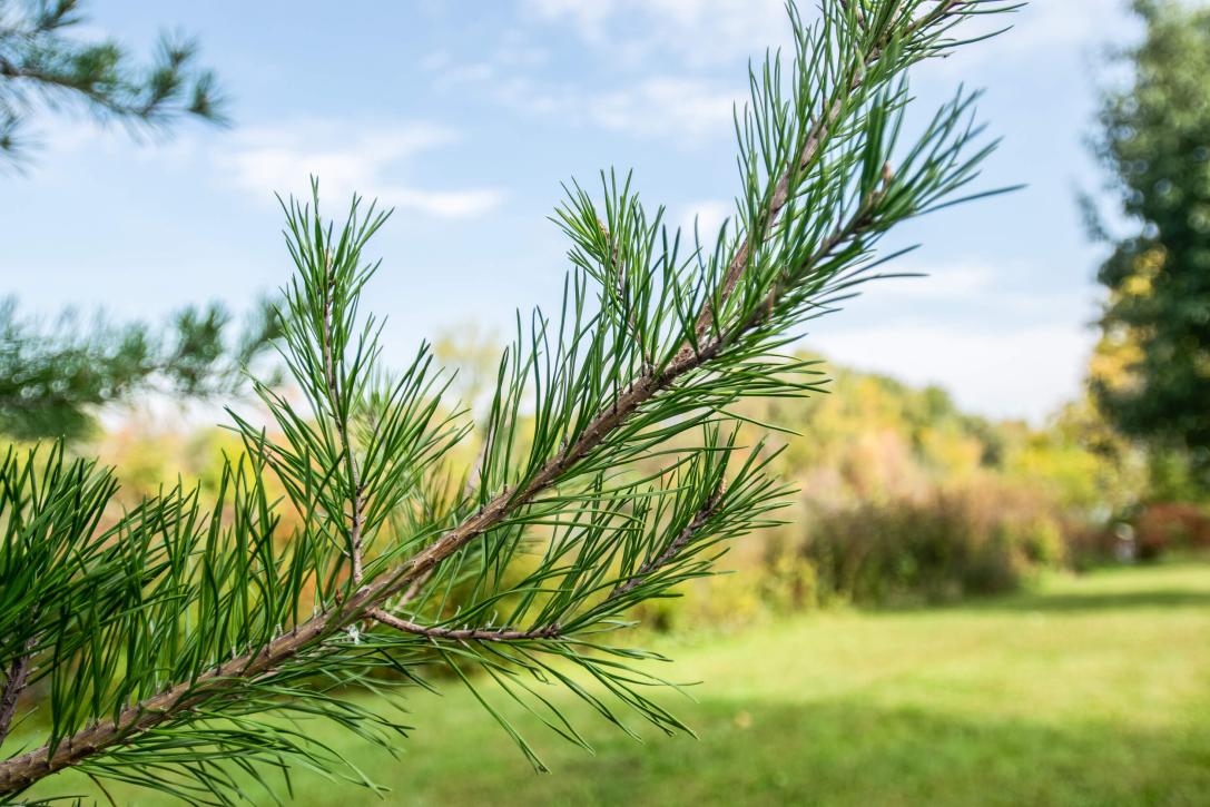 Tree leaves