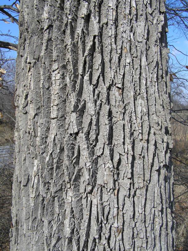 Tree bark