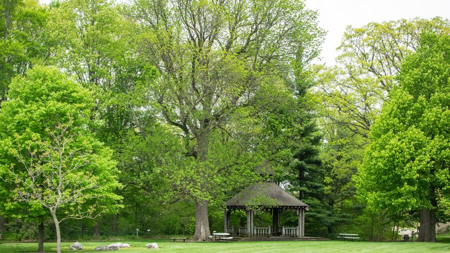 Tree habit