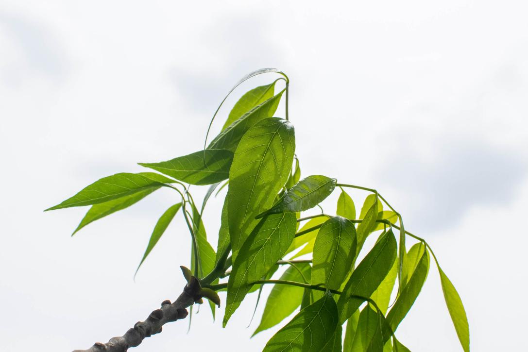 Tree leaves in spring