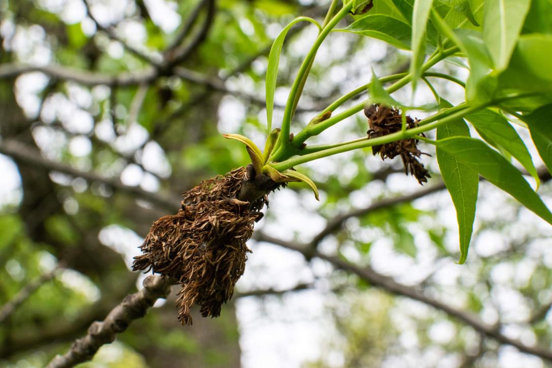 Tree leaves in spring