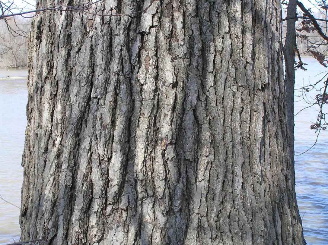 Tree bark
