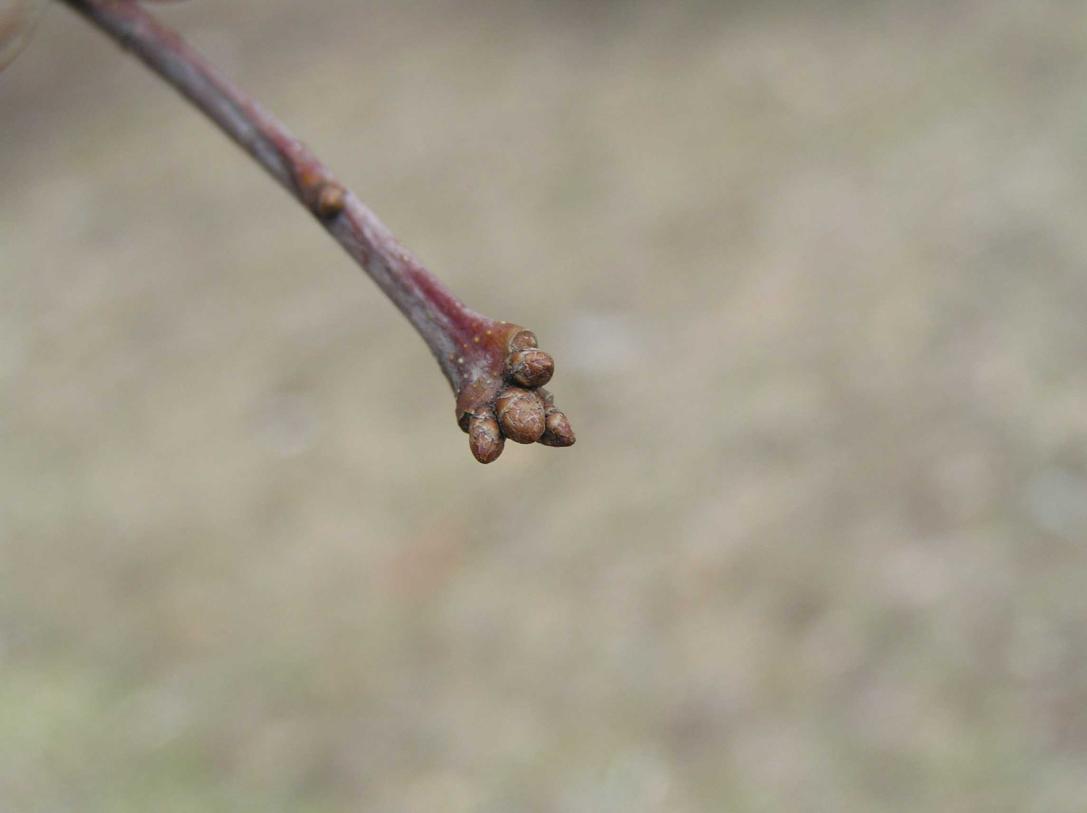 Tree bud