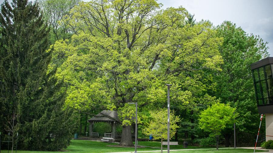 Tree habit