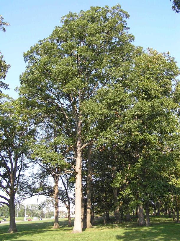 Tree habit