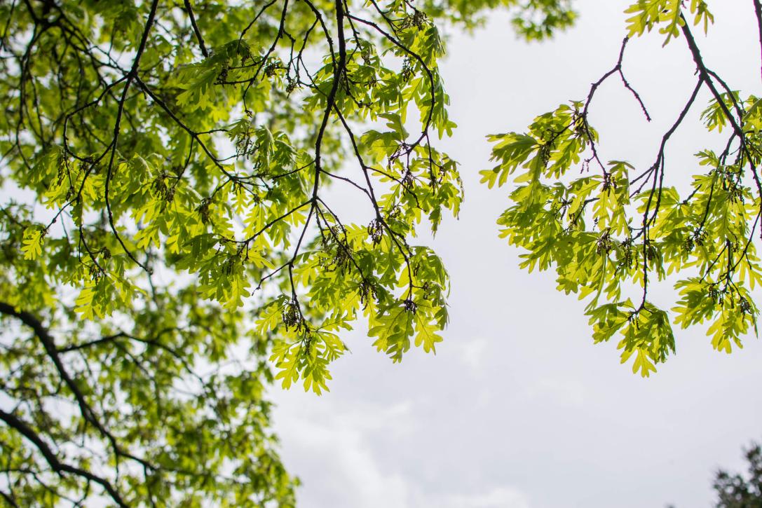 Tree leaves