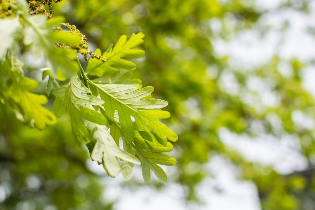 Tree leaves