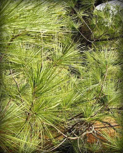 Tree leaves