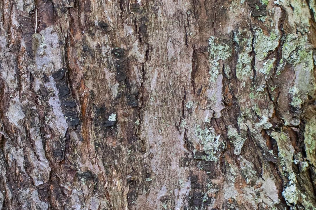 Tree bark