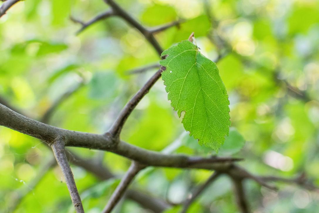 Tree branch