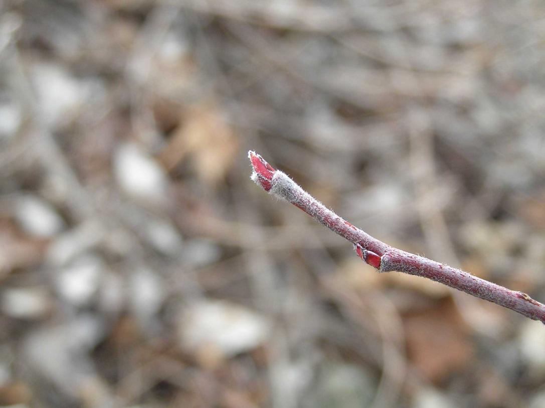 Tree bud