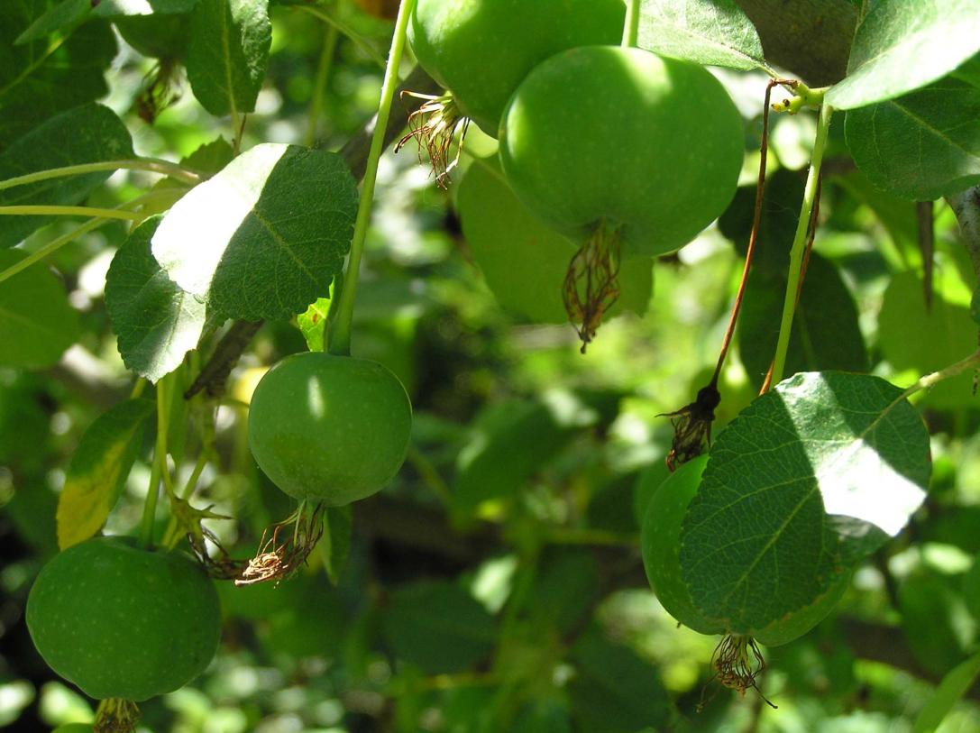 Tree fruit