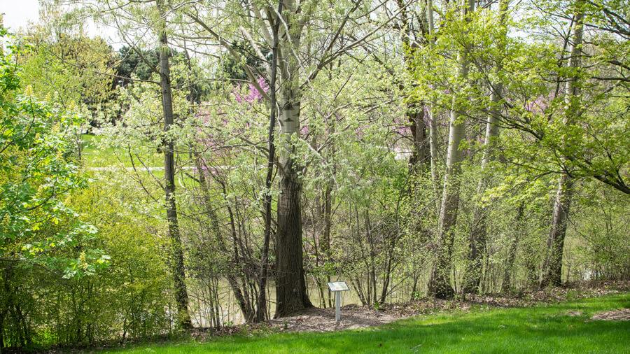 Tree habit