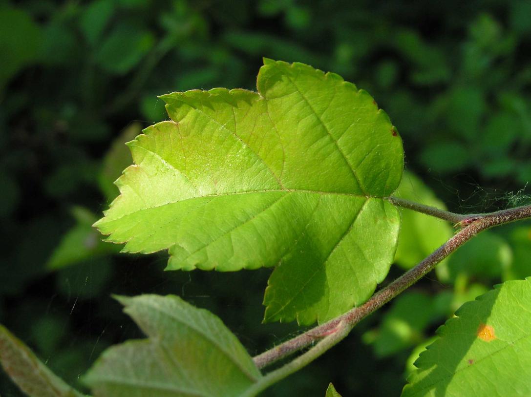 Tree leaves