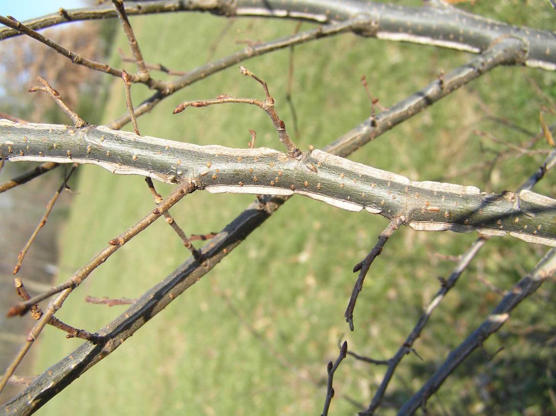Tree branch