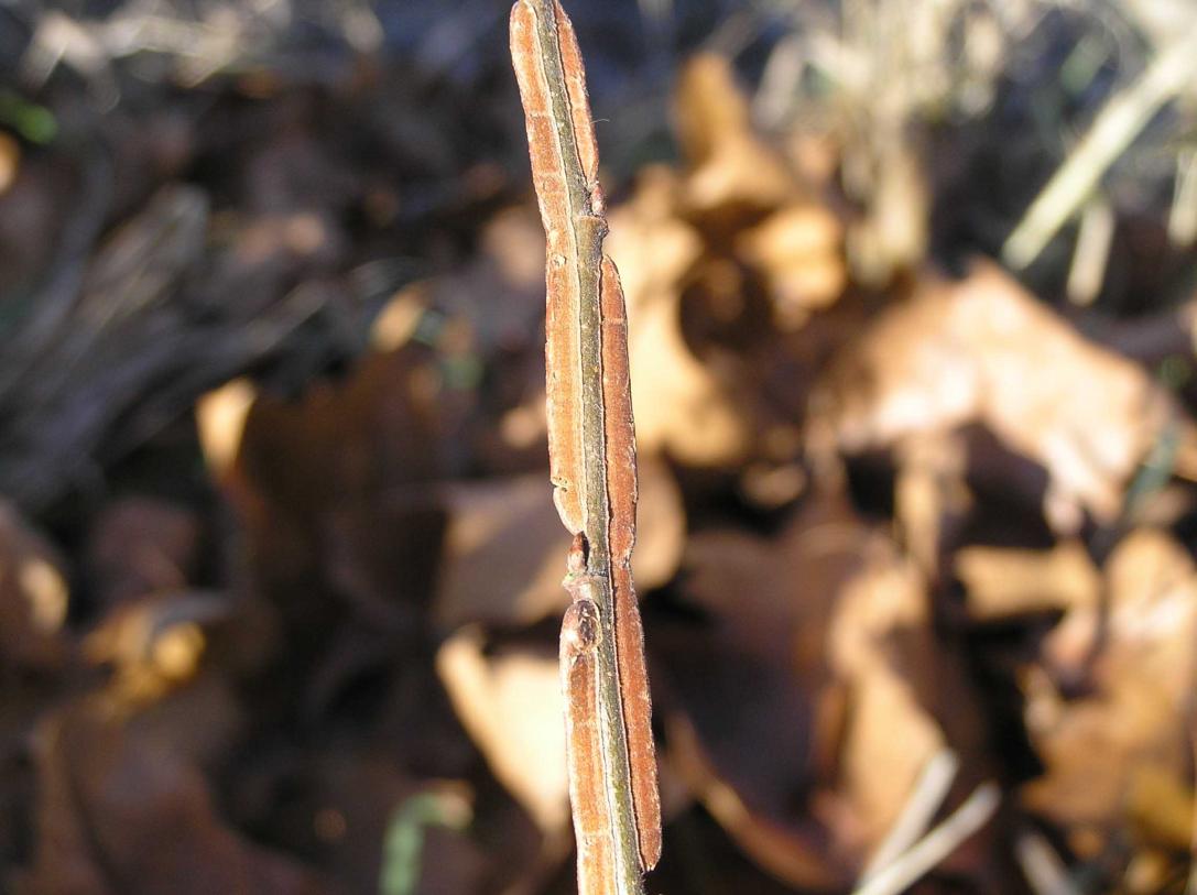 Tree bud